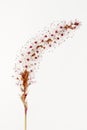 Closeup image of Persicaria affinis Ã¢â¬ËDarjeeling Red